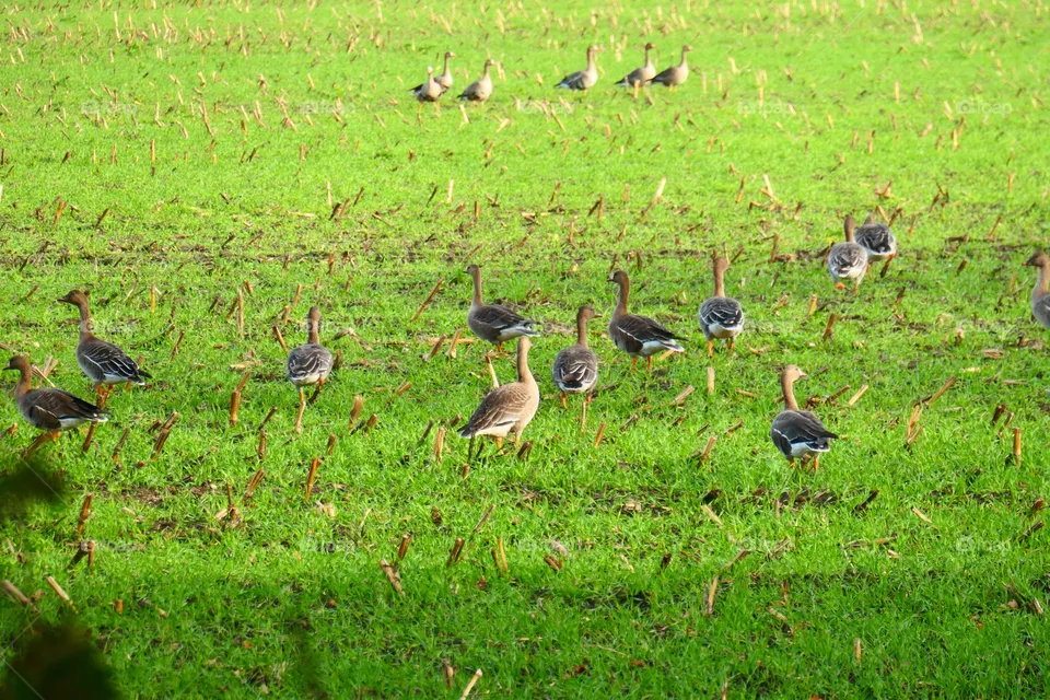 Wildgänse auf der Wiese
