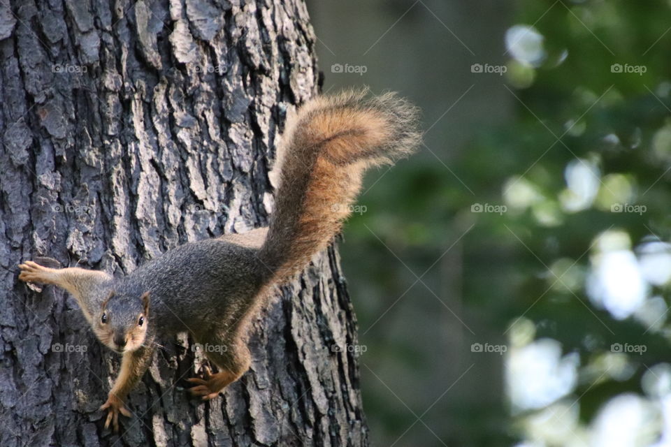 Squirrel in northern Ohio, USA