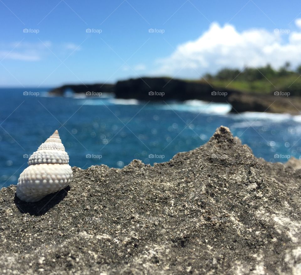 Shell on cliffs in Puerto Rico