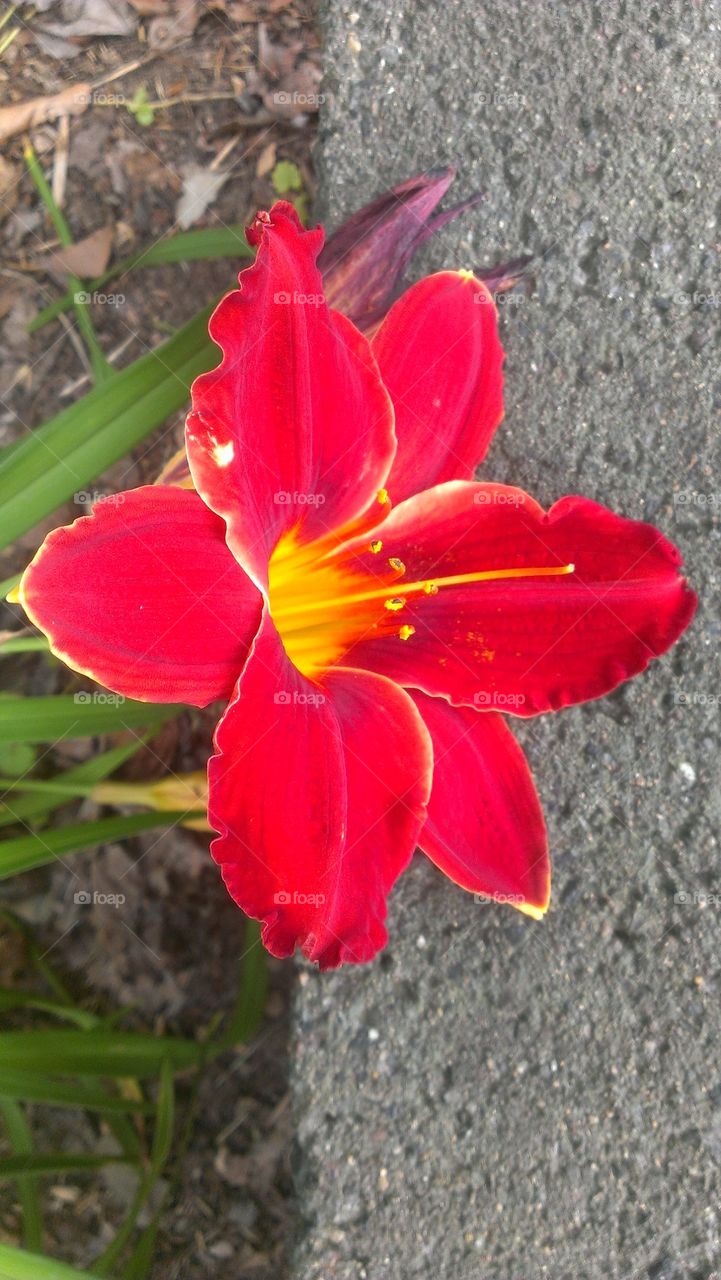 Red Velvet Flower