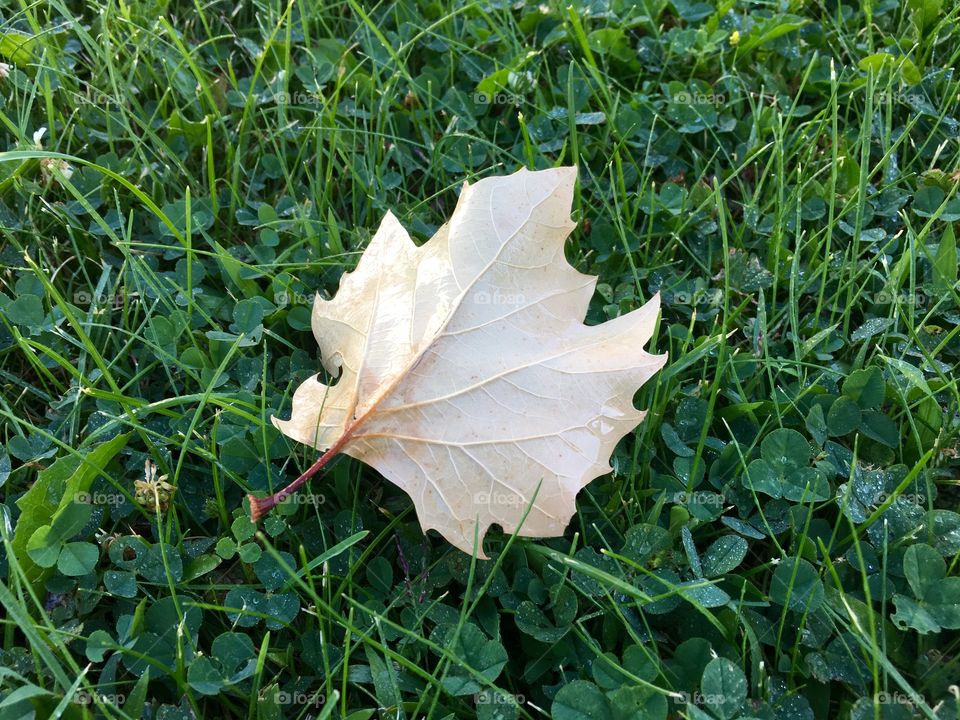 Brown Leaf