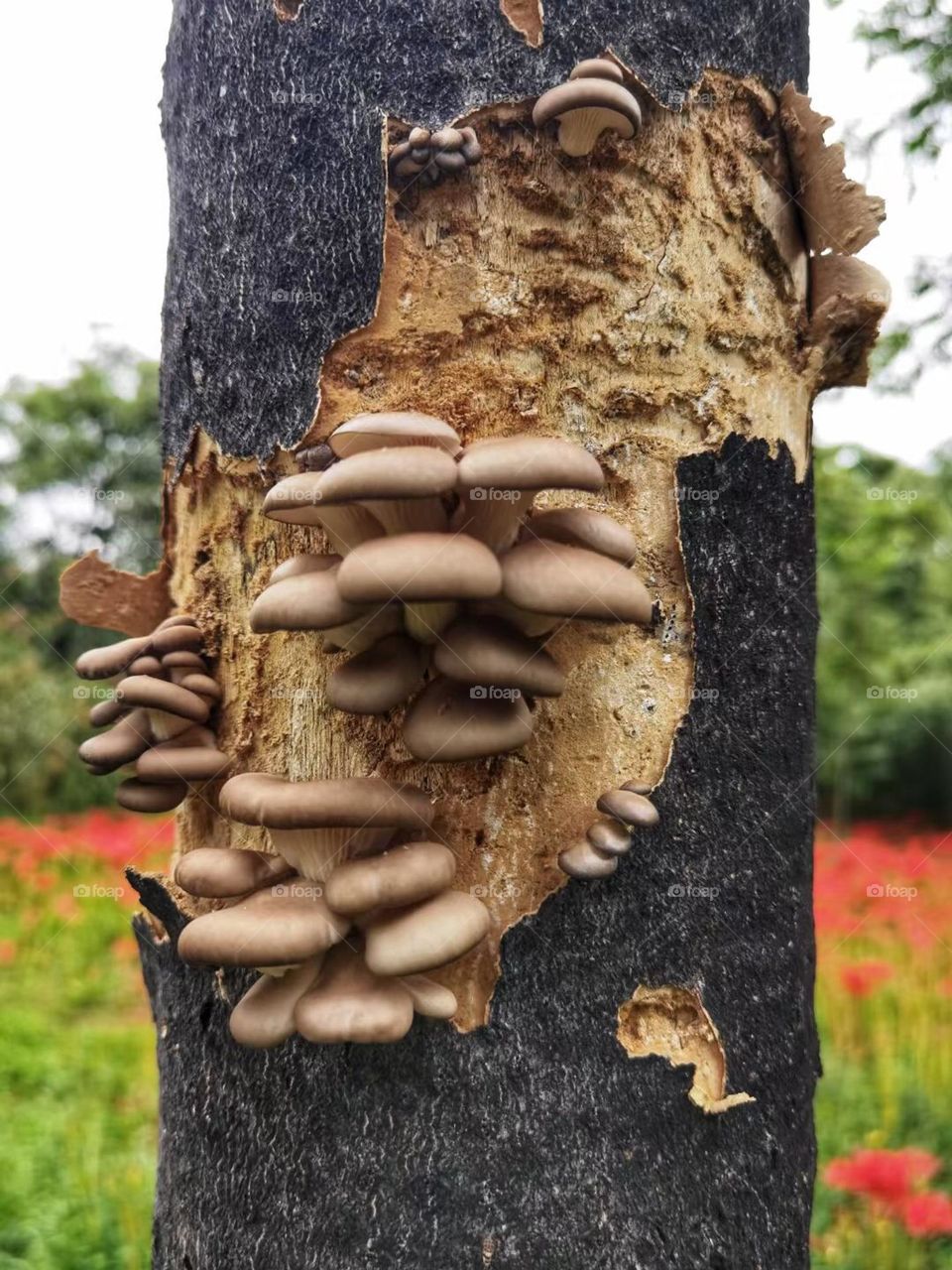 Mushroom in the tree