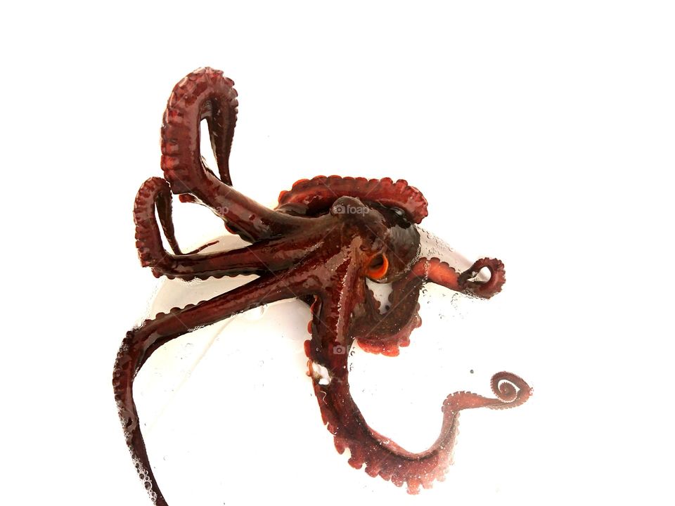 Octopus escaping from a bucket.
Auburn colour contrasts against white enclosure.