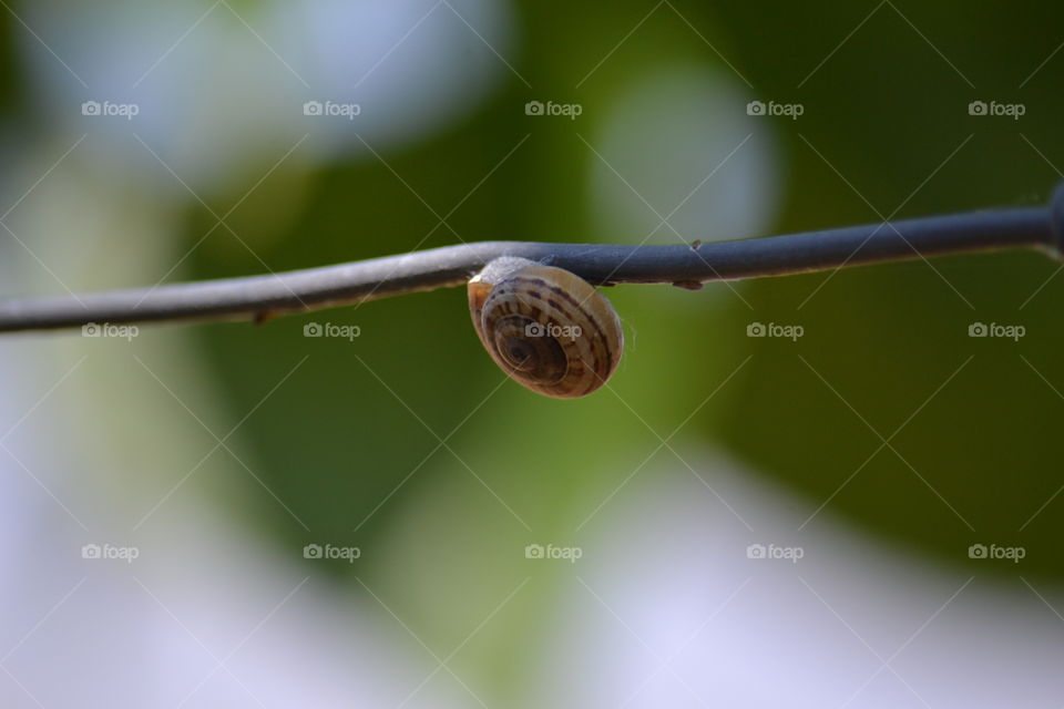 Snail