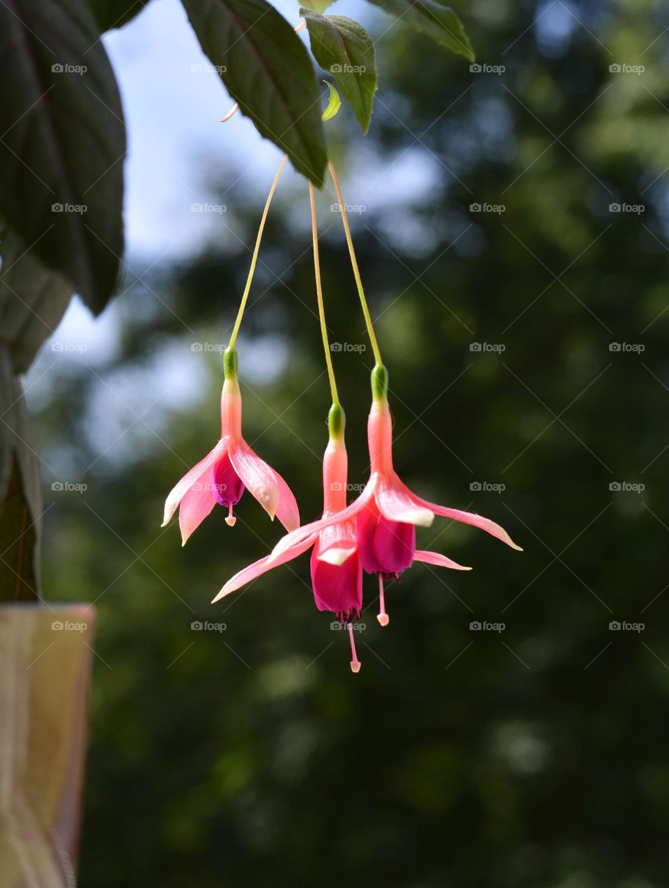 beautiful flowers