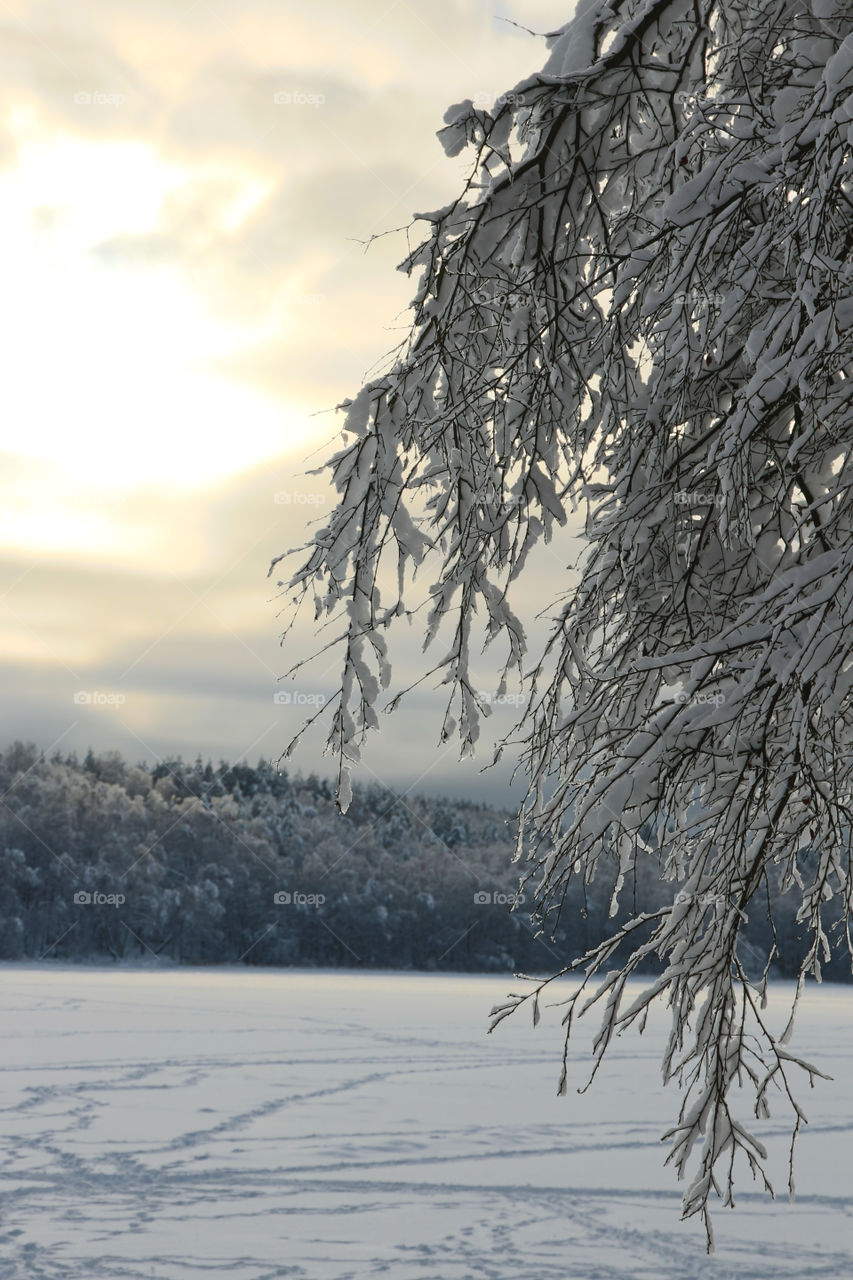 Tree by a frozen lake