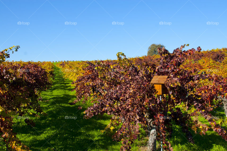 THE AUTUMN IN NAPPA VALLEY CALIFORNIA USA