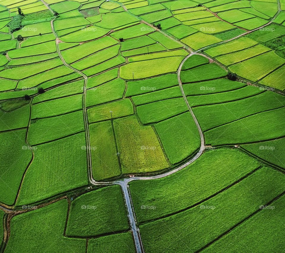 Beautiful rice fields