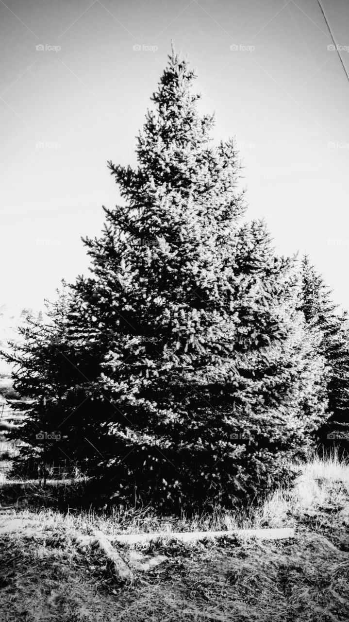 a conifer tree