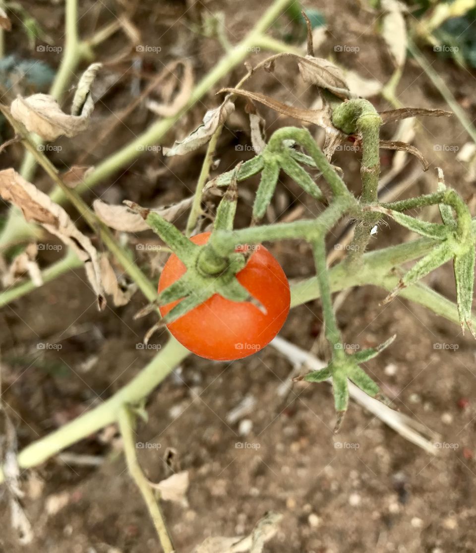 Tomato close up 