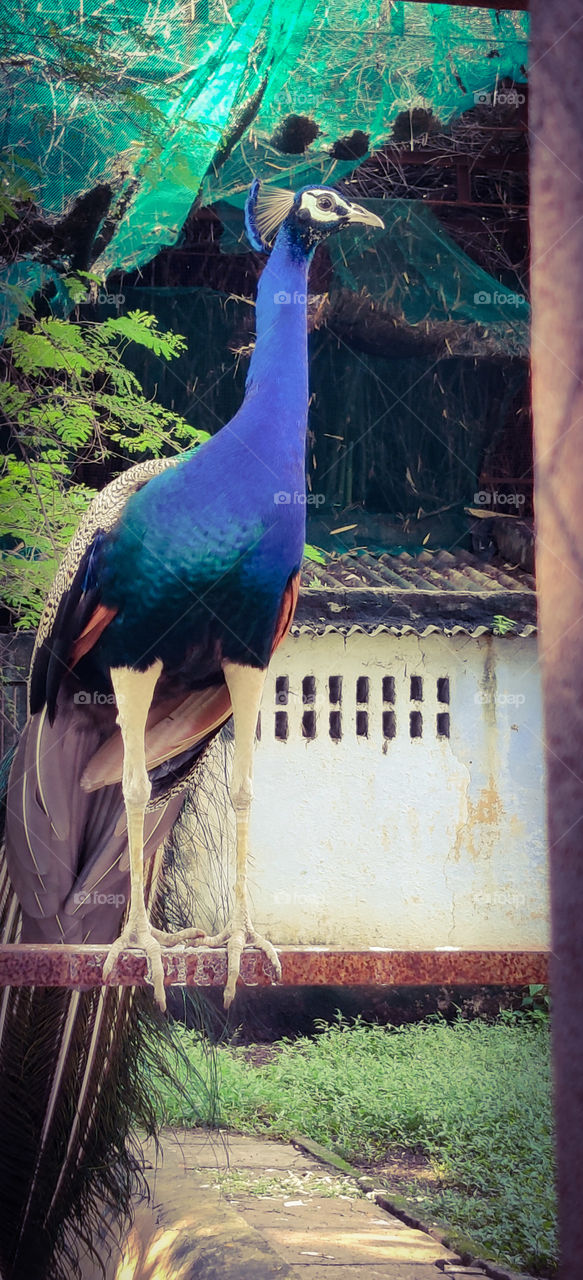 peacock