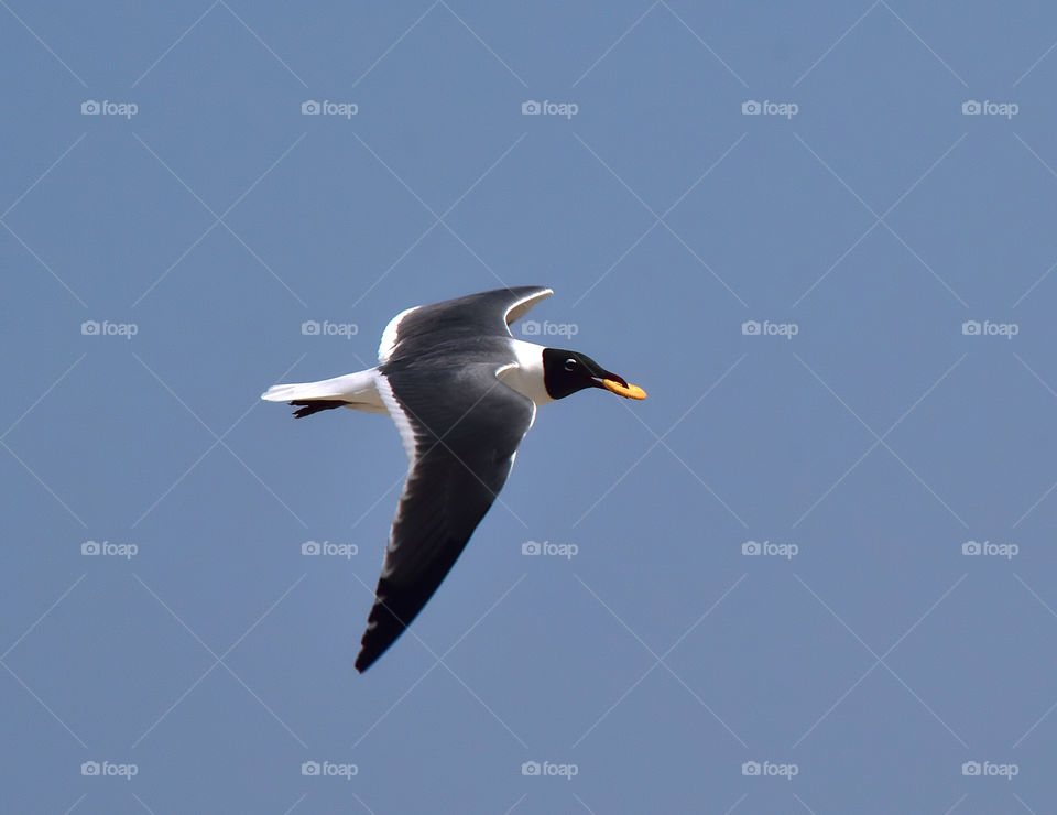 Seagull flying in sky with cracker