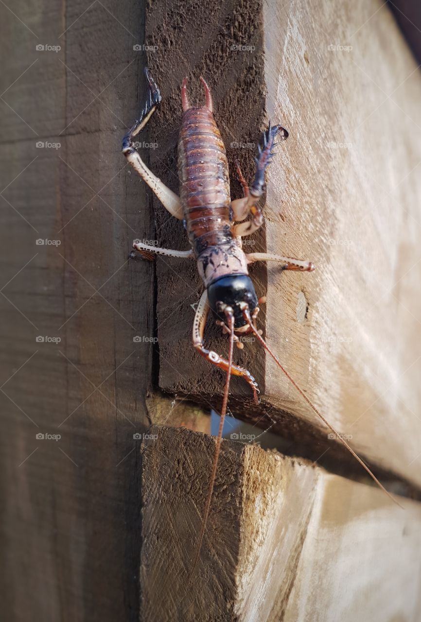 NZ Weta insect on wood