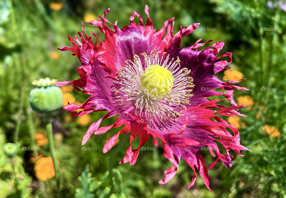 Eye-Popping Poppy.