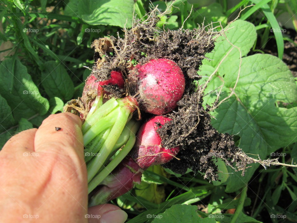 Radishes just pulled from the soil