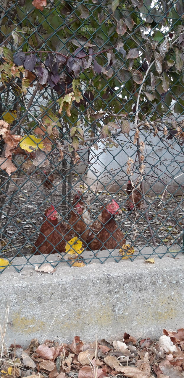curious chickens