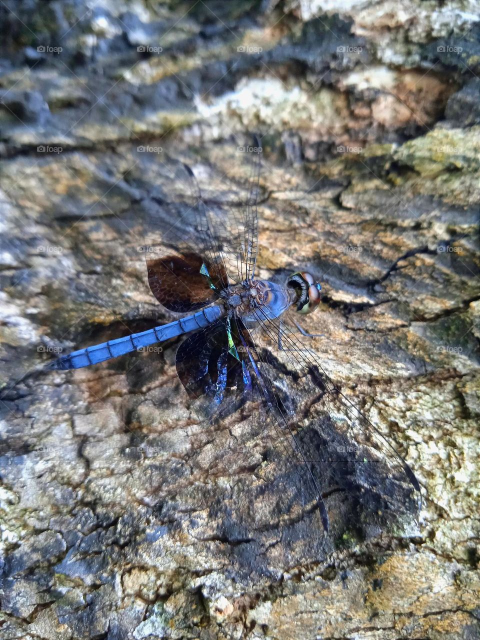 Blue dragonfly on the tree trunk.
