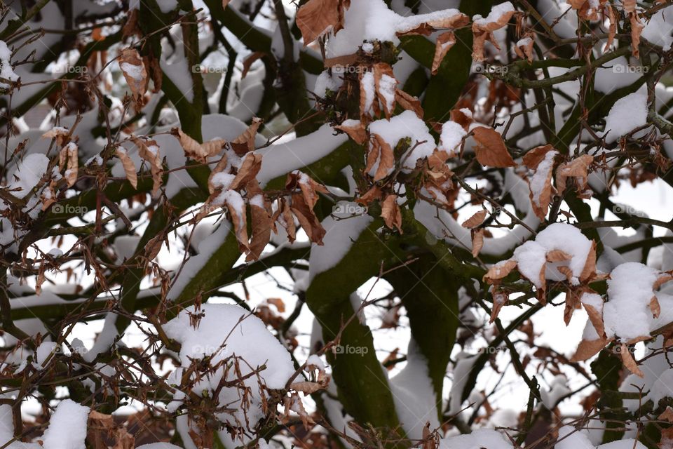 beech hedge in winter