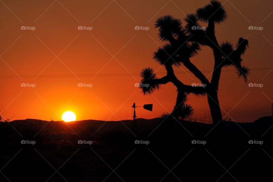 Silhouette of joshua tree