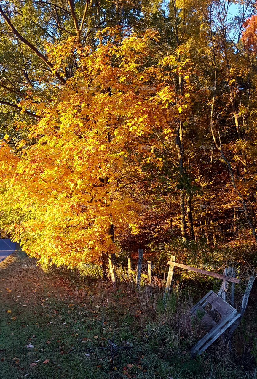 autumn morning