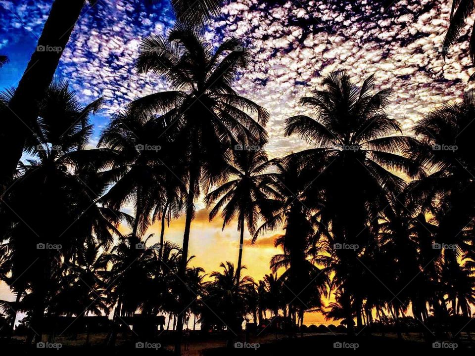 palme tree and sunset tayrona
