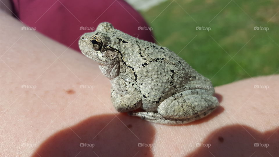 tree frog