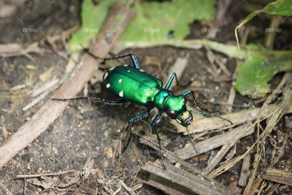 Six-spotted Tiger Beetle (Cicindela sexguttata)