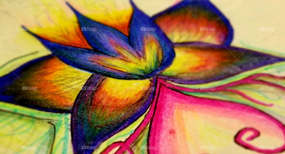 Sketchy Lotus