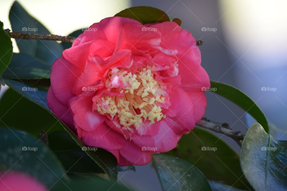 Camelia Blooms in January 