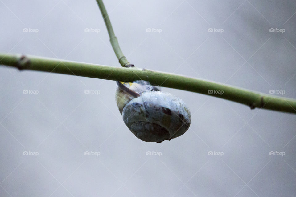 Snail hanging onto the branch 