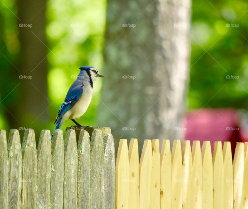 Blue jays, birds, wildlife 