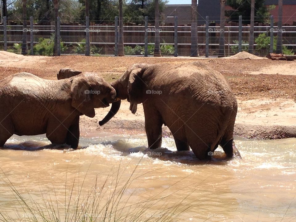 Elephant kids. Play at Tucson zoo
