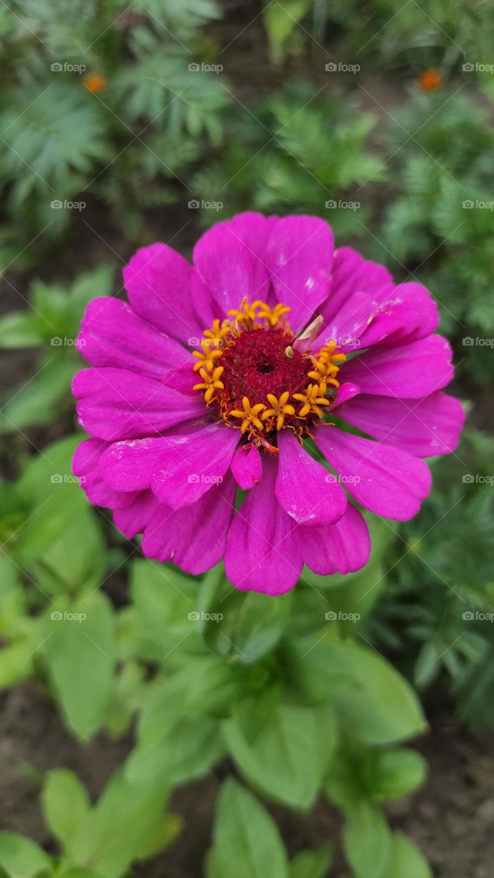 Bright pink zinnia in the summer garden