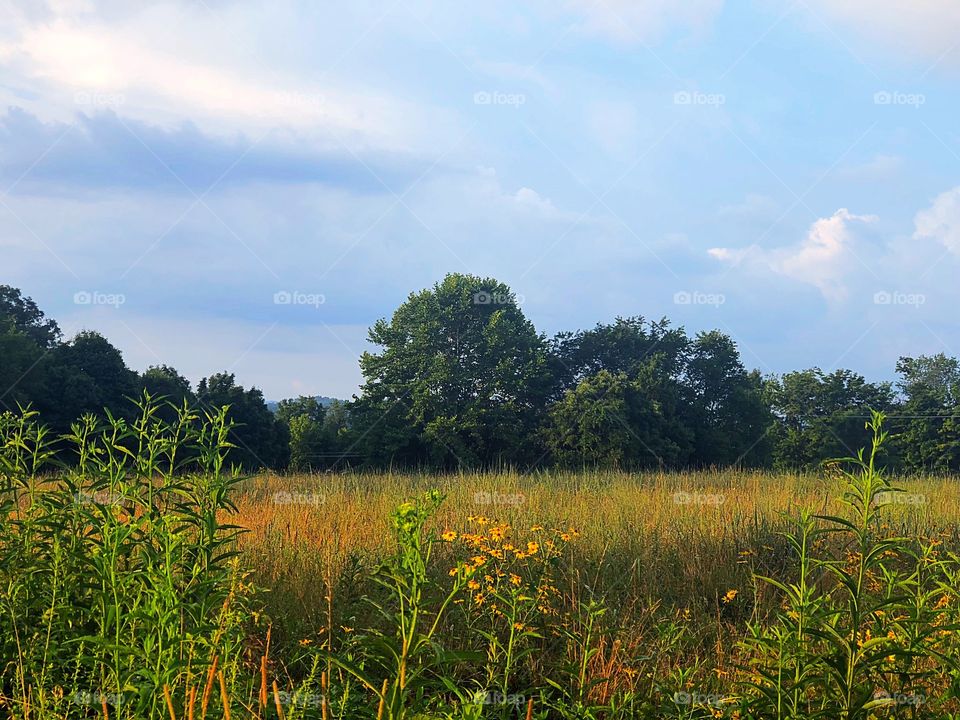 Hayfields are a vacation for me for my soul. 