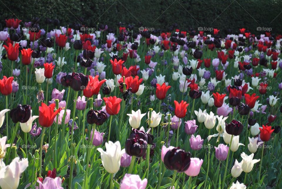 Tulips in Central Park