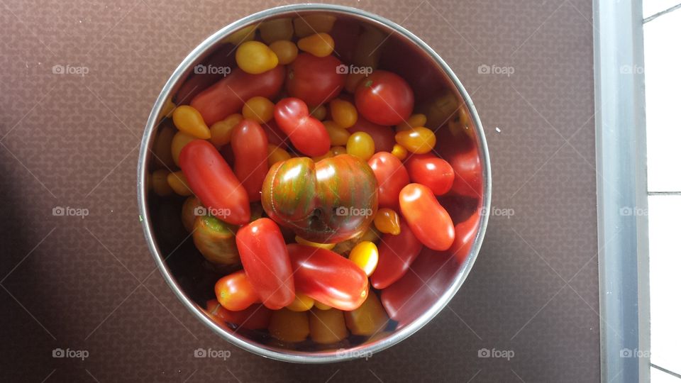 Tomaten Ernte