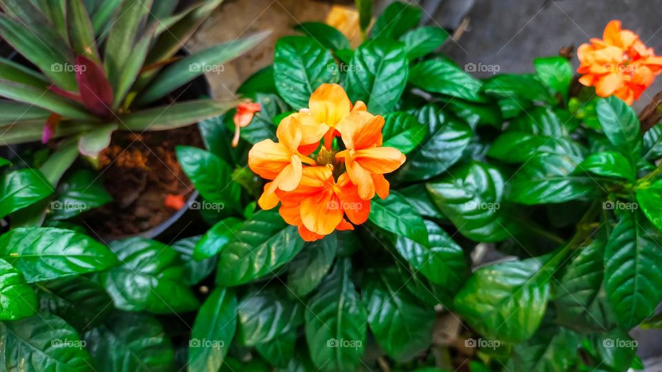 Crossandra infundibuliformis 'Sundance' or firecracker flower, beautiful orange and green glossy leaves.