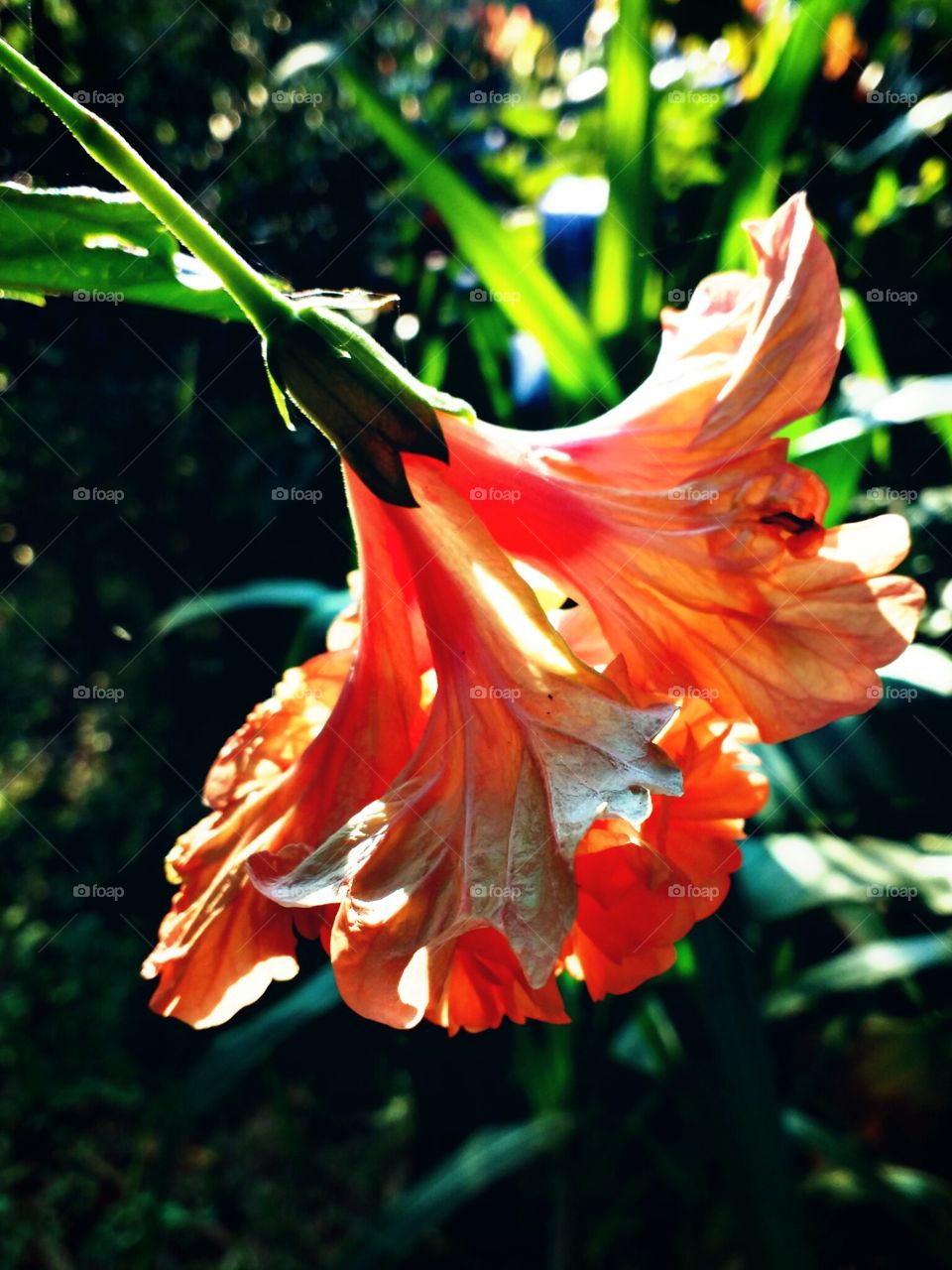 hibiscus flower