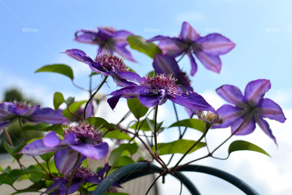 Clematis