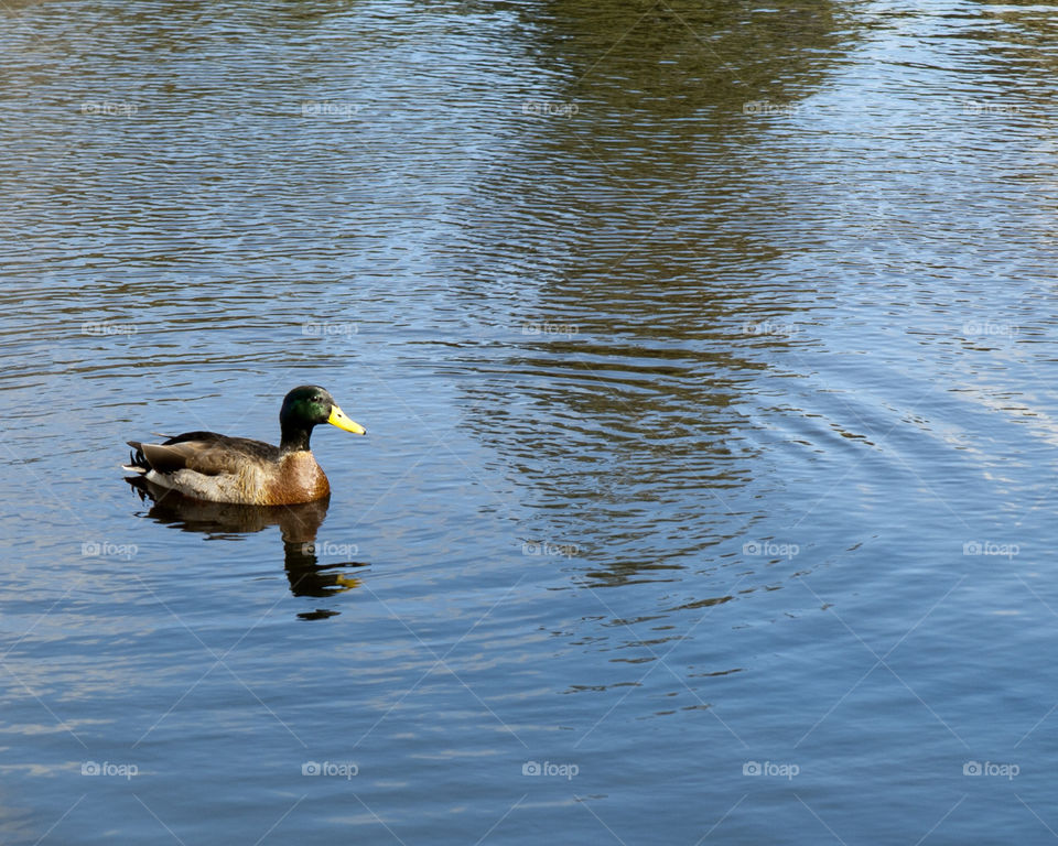 water lake bird swimming by redrock