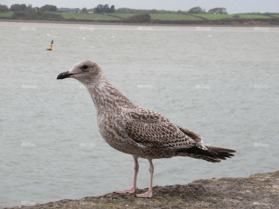 Young seagull