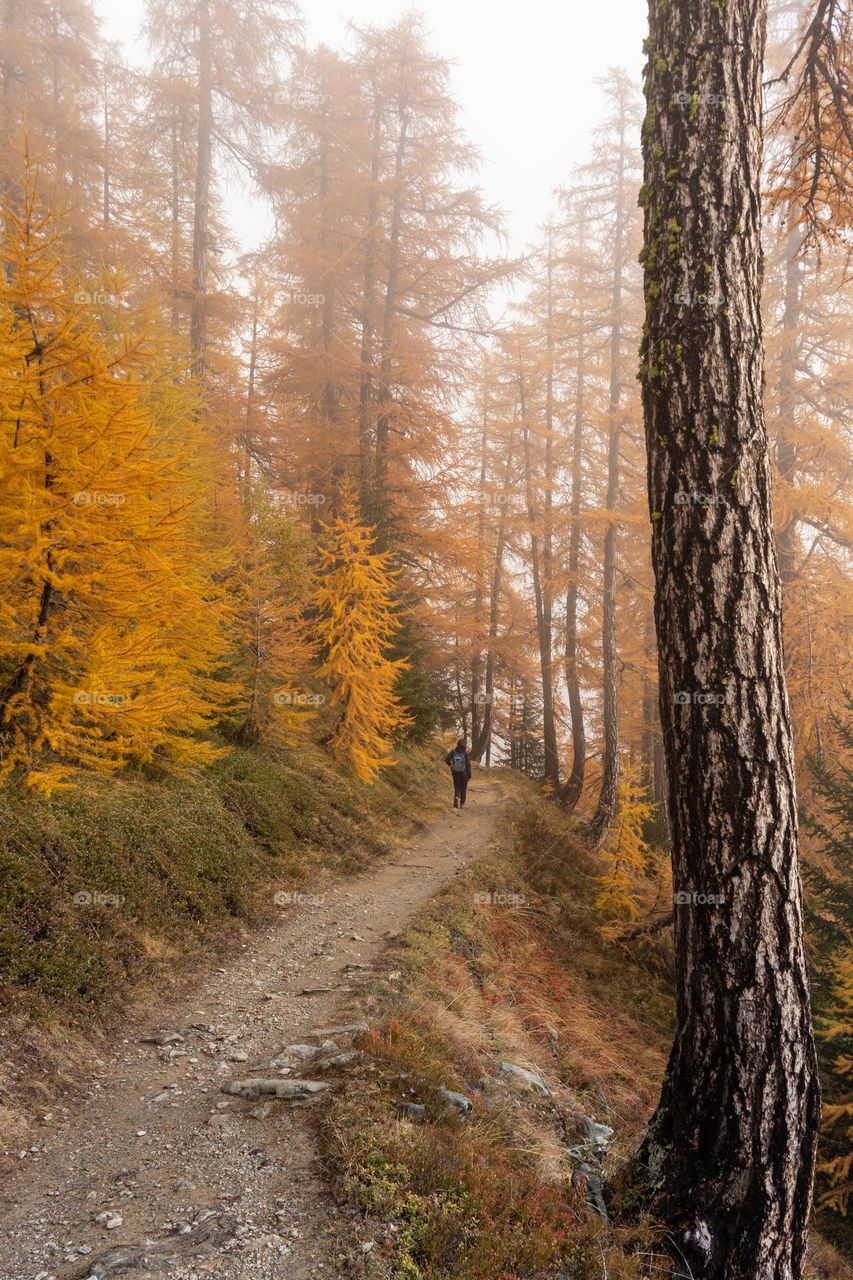 Hiking trhough misty forest with orange larch trees.