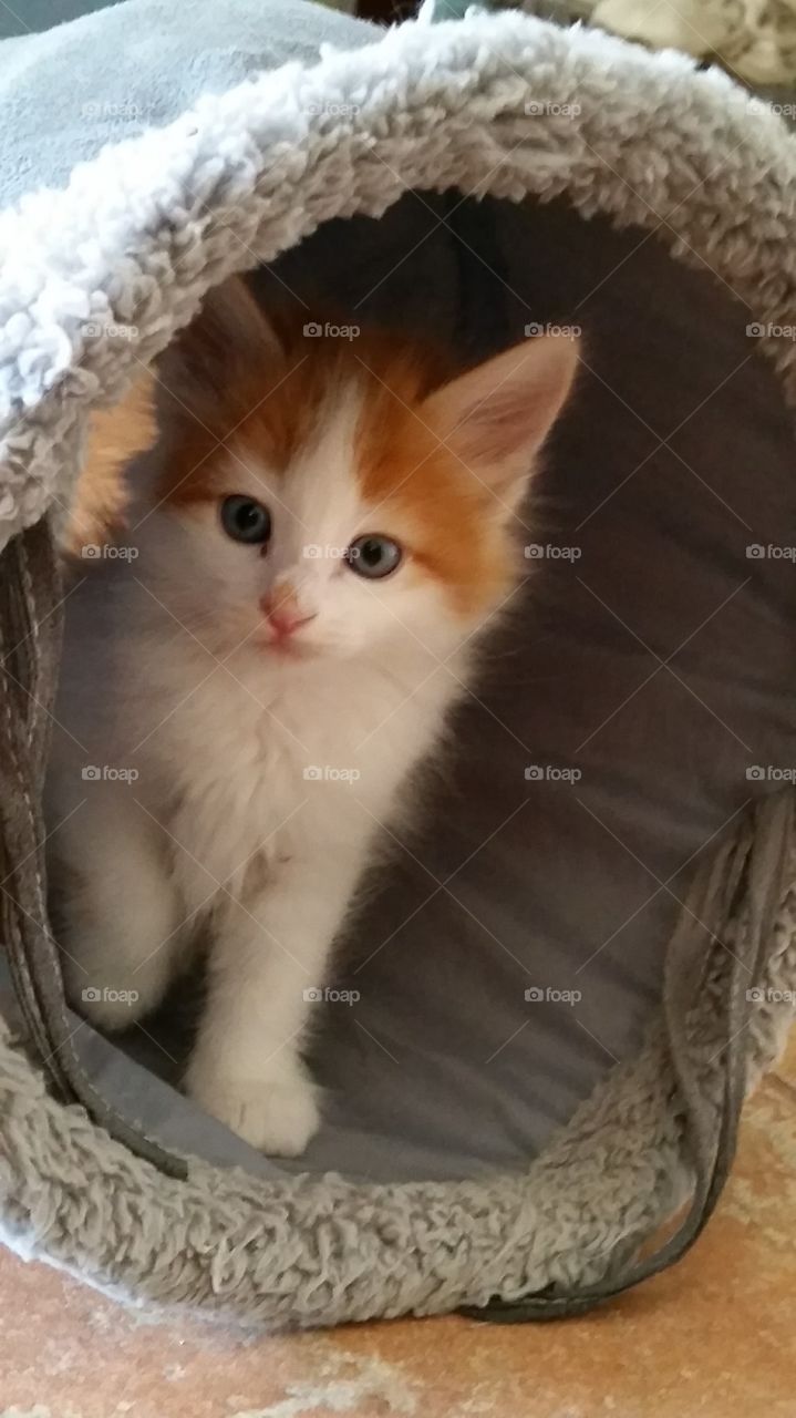 An orange and white kitten sitting in a cat house