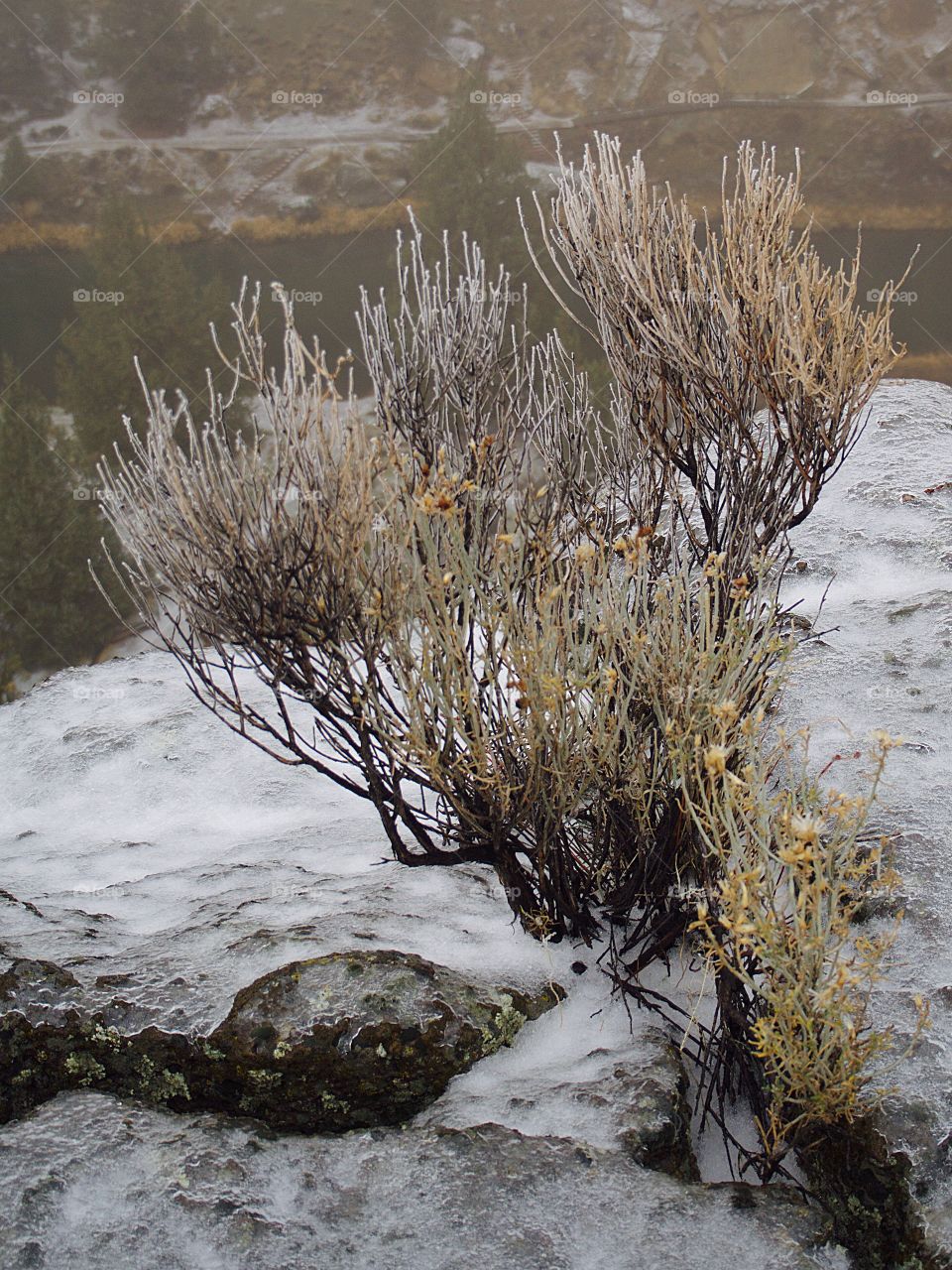 Iced over bushes at the edge of a cliff on a foggy winter day. 