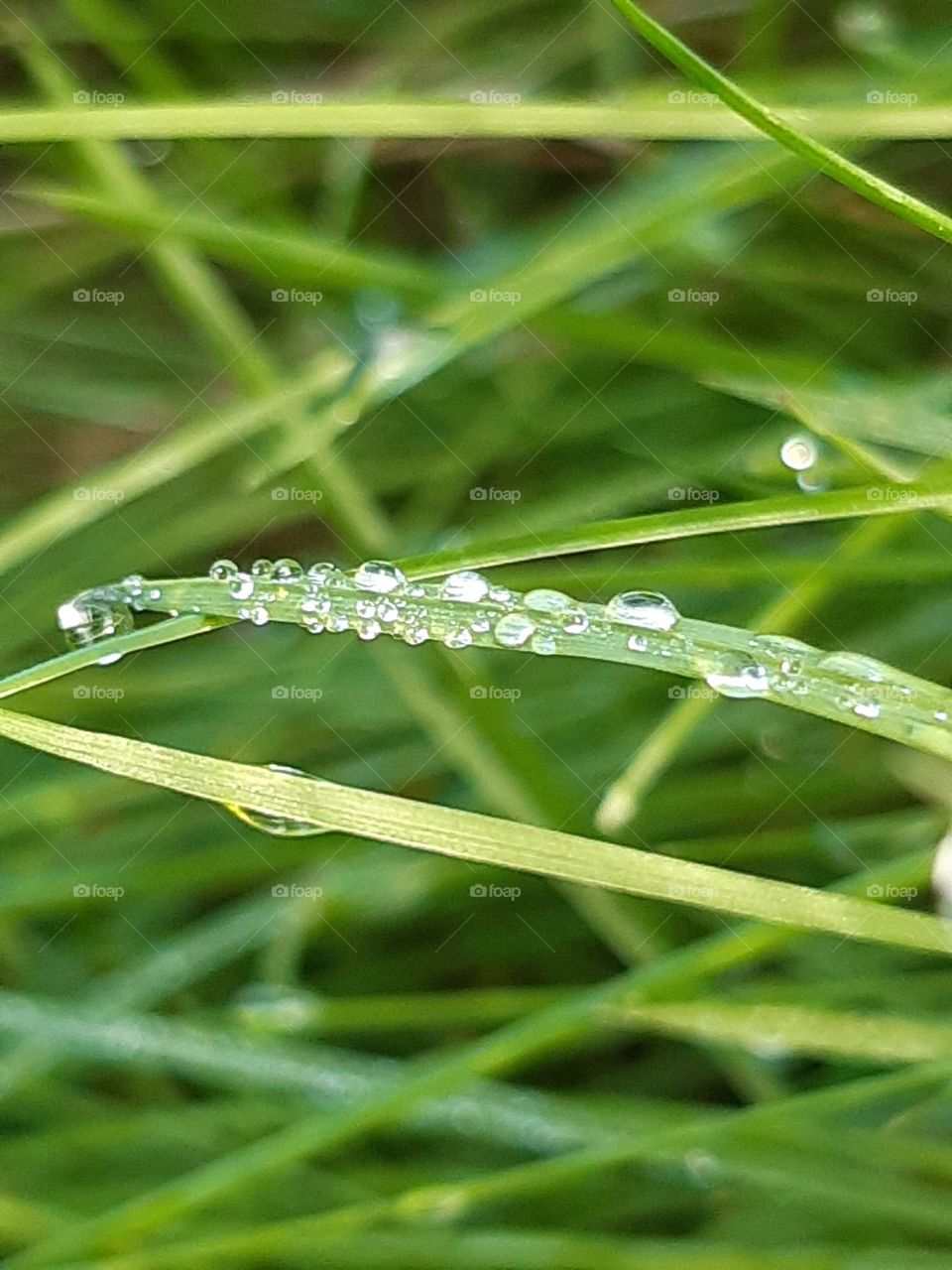 crystal water drops on fresh green grass after the rain