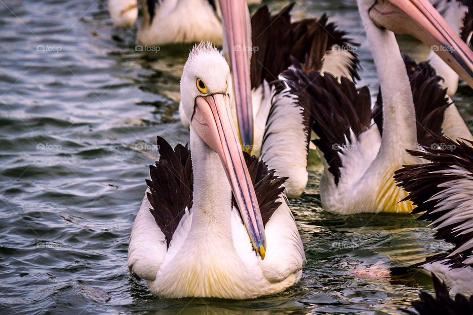 Pelican