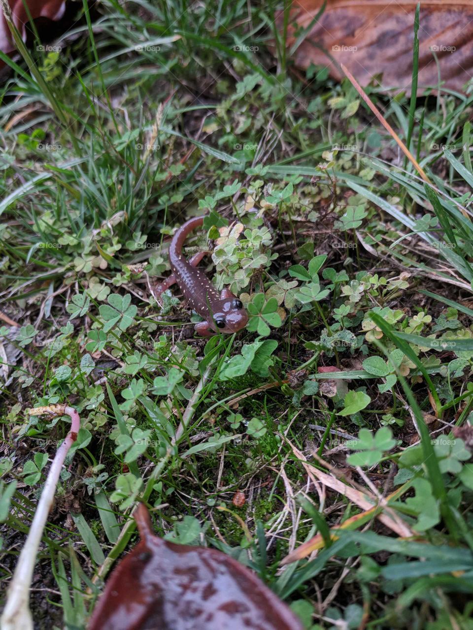 Food, Nature, Wood, Flora, Leaf