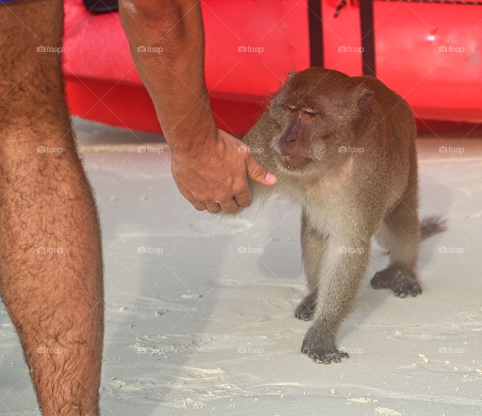 Monkey Beach near Phi Phi Thailand. Adorable monkies roam on the beach.