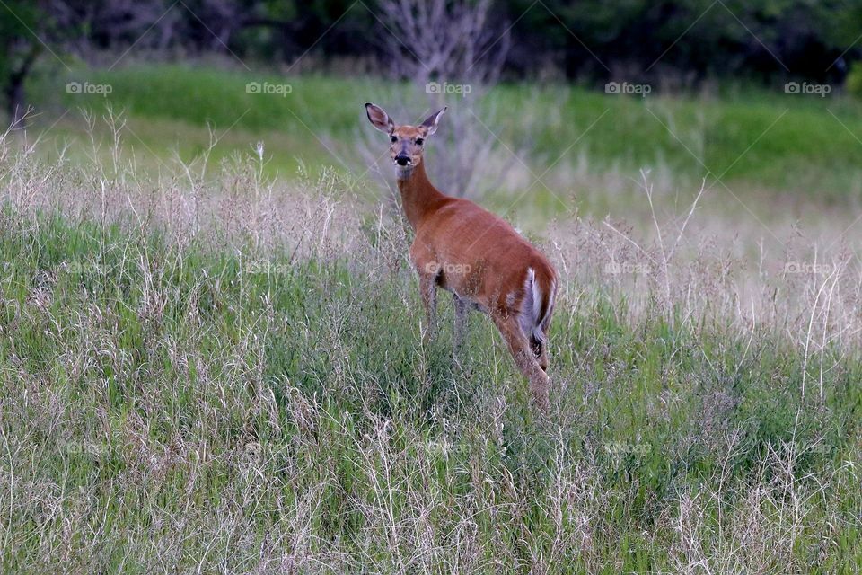 deer looking back