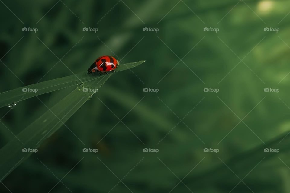 A close-up macro shot of a red ladybug on a green leaf with a soft bokeh background. Perfect for nature, wildlife, and environmental visuals
